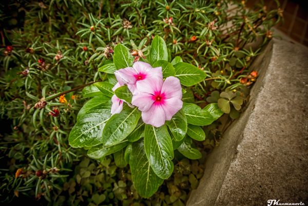 Foto: Jovana Kuzmanović