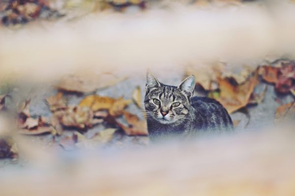 Foto: Ivana Todorović