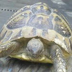 Foto: Marija Pašalić