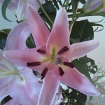 Foto: Marija Pašalić