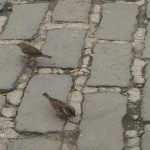 Foto: Marija Pašalić