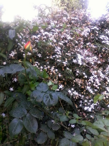 13062124_2208344452638447_4556403874233885945_n