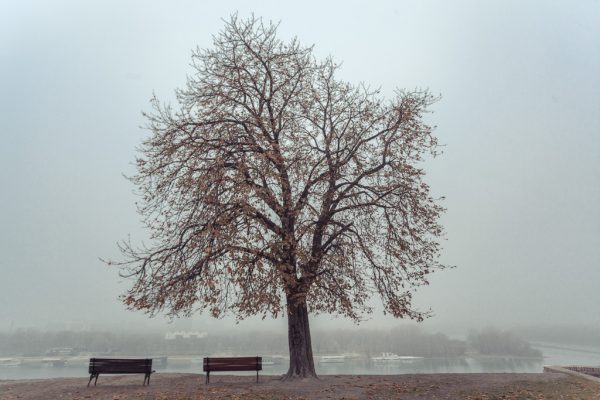 Foto: Dušan Stojančević