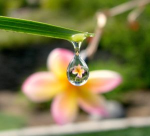 flower_drop_reflection_by_ohman_itsme-d2z9g5t
