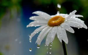 rain-flower-wallpaper