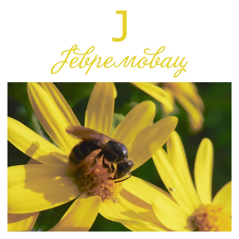 Autor Miroslav Lj Ranković