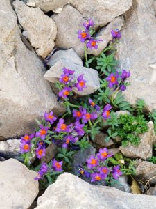 10564074-beautiful-little-mountain-flowers-Stock-Photo-flowers-purple