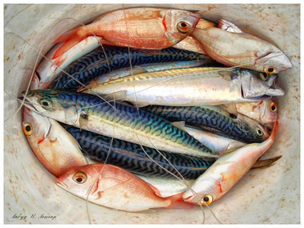 Foto: Labud N. Lončar