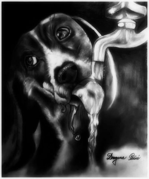 Autor: DRAGANA PAŠIĆ