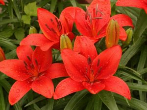 lilies-drops-flower-red