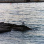 Foto: Marija Pašalić