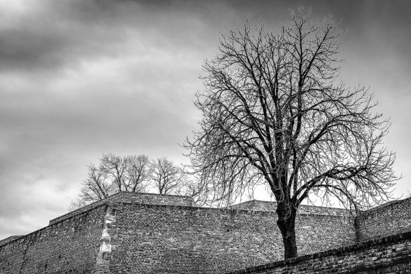 Foto: Dušan Stojančević