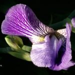 Foto: Marija Pašalić