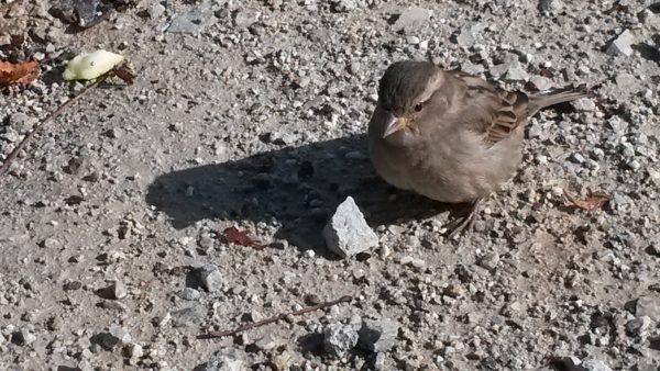 Foto: Anica Gudlin - Grujić