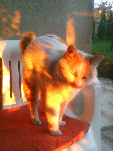 Foto: Mišo Koprivica