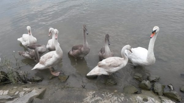 Foto: Anica Gudlin - Grujić