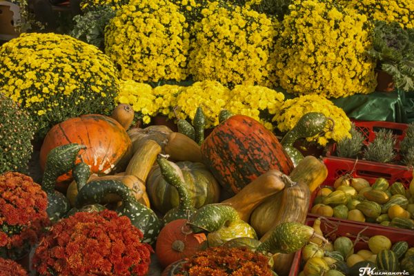 Foto: Jovana Kuzmanović