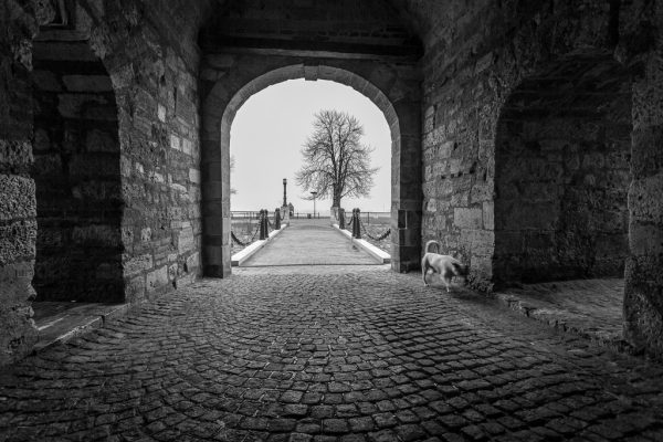 Foto: Dušan Stojančević