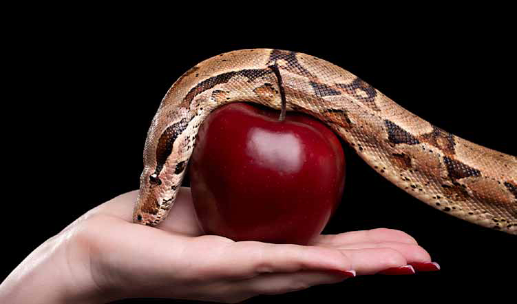 Pure Freedom751 × 441 A Guest Post by Alyssa Spang, Grace Prep Faculty